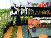 Продажа декоративных растений и ваз для интерьера офисов