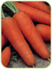 Продам семена моркови 