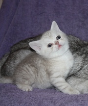 Продаются котята Британской короткошерстной породы в Алматы