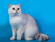 Породистые британские котята  из питомника -серебристые шиншиллы