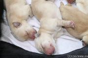 продаем милых,  элитных щенков лабрадорчиков,  родились 15 июля