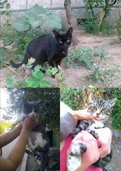 Красавица Багира и котята ищут любящих хозяев и дом!!!