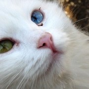 кошка турецкая ангора в Алматы