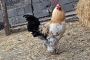 Цыплят,  инкубационные яйца курей