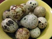 Продажа перепелинных яиц в большом количестве
