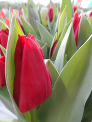 Тюльпаны,  8 марта,  оптом