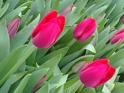 Тюльпаны к Наурызу