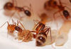 Как избавиться от муравьев в Алматы