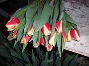 Тюльпаны оптом  к 8 марта