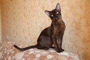 Бурманская кошка (котята)
