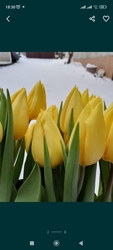 Тюльпаны голландские на 8 марта
